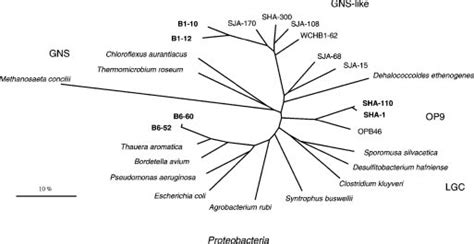 Achromobacter, Alcaligenes and Related Genera .